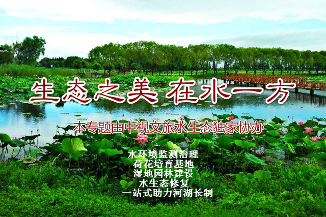 武汉荷花种苗培育基地